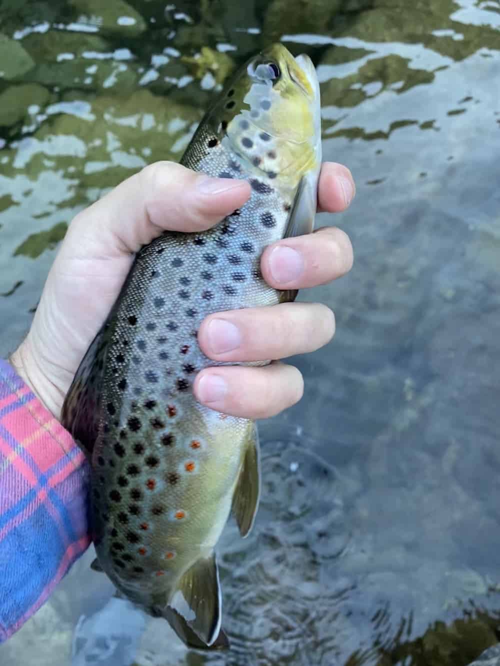 brown trout caught on american river