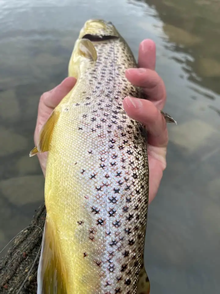 Brown trout with no red spots or colors