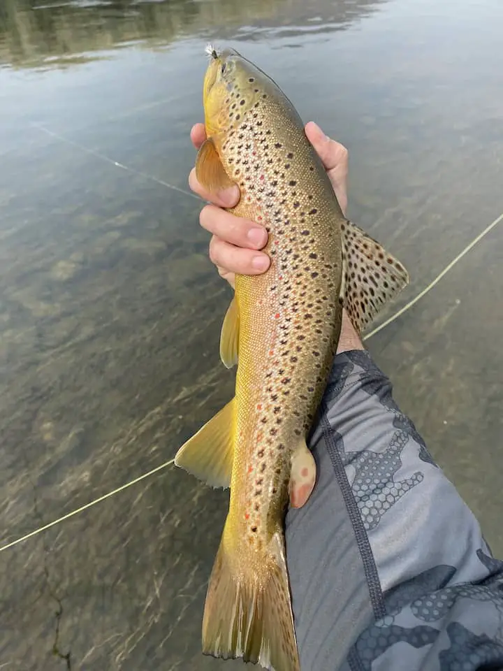 german brown trout with red spots and adipose fin