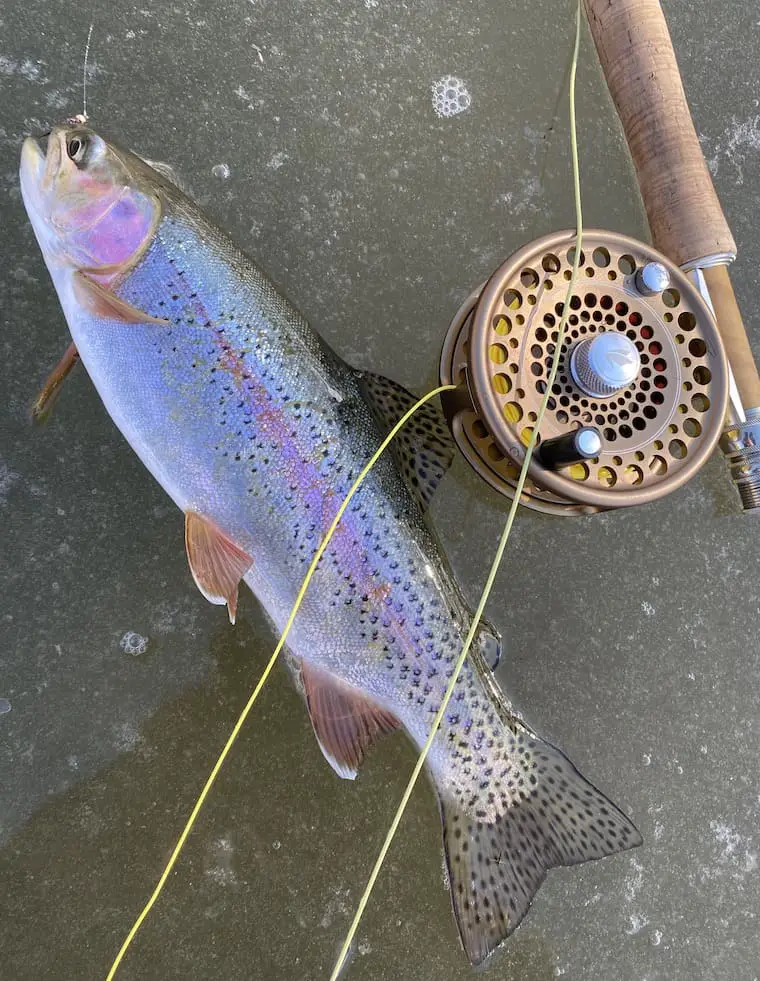 Trout Jig, Tungsten Bead Head Trout Jig, Trout Jig Nymph, Gray and Red 