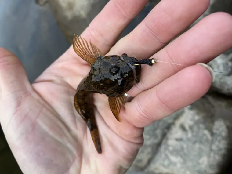 middle fork sculpin