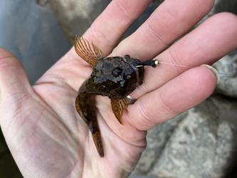 Middle Fork American River Fly Fishing, Tips and Tactics