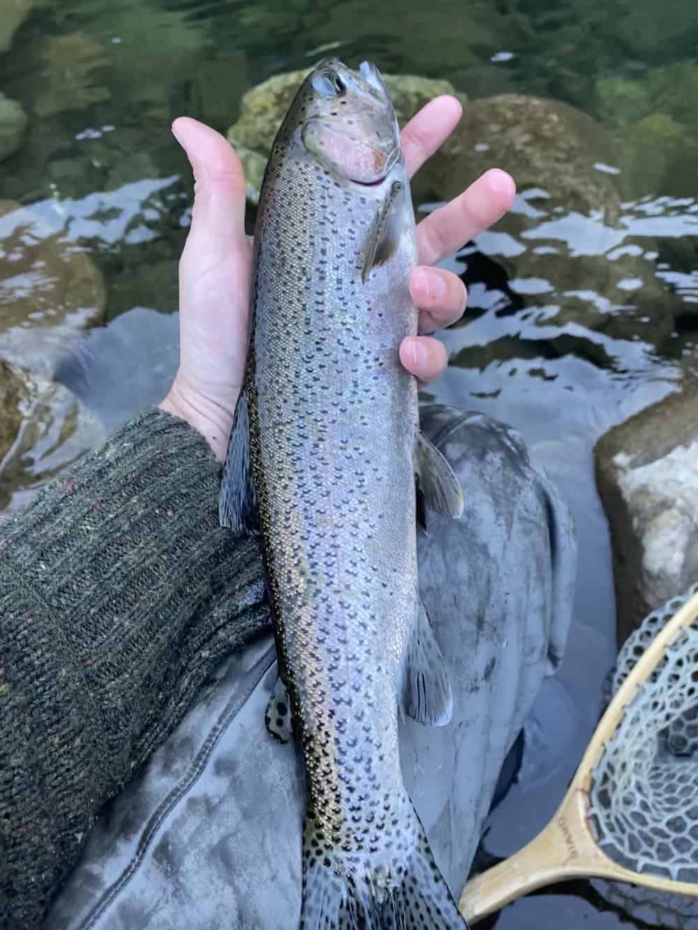 rainbow trout american river