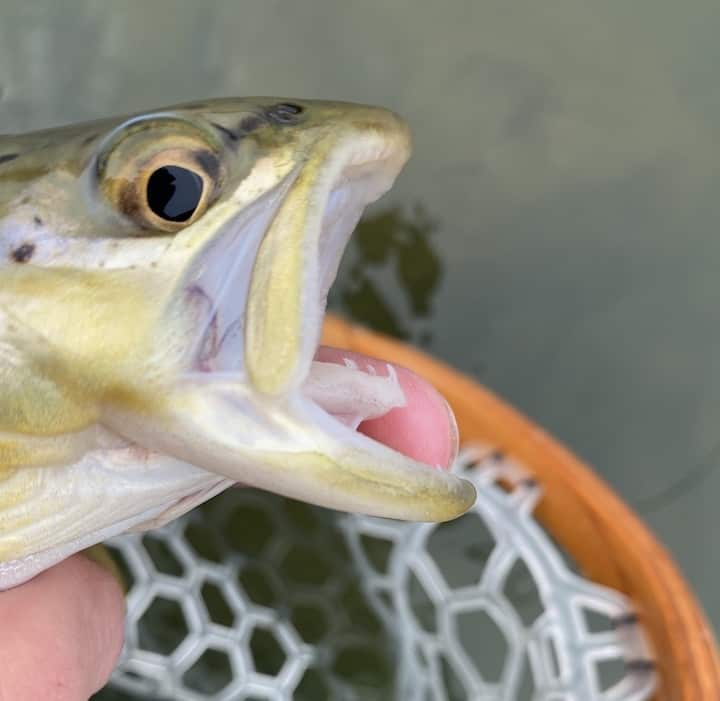 sharp trout teeth on tongue