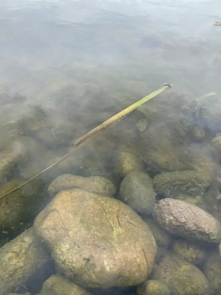 algae on shoreline is food for herbivorous fish