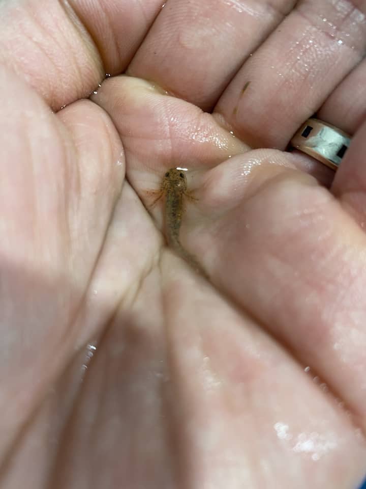 Aquatic salamander as bait