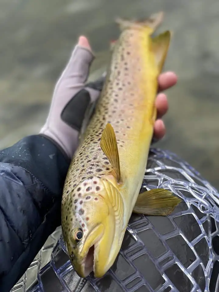 Brown trout rising to BWO dry flies on the river