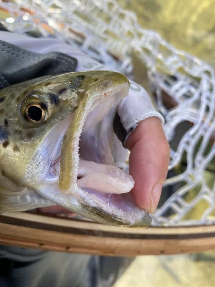 Brown trout can eat salamanders using their sharp teeth and strong jaws