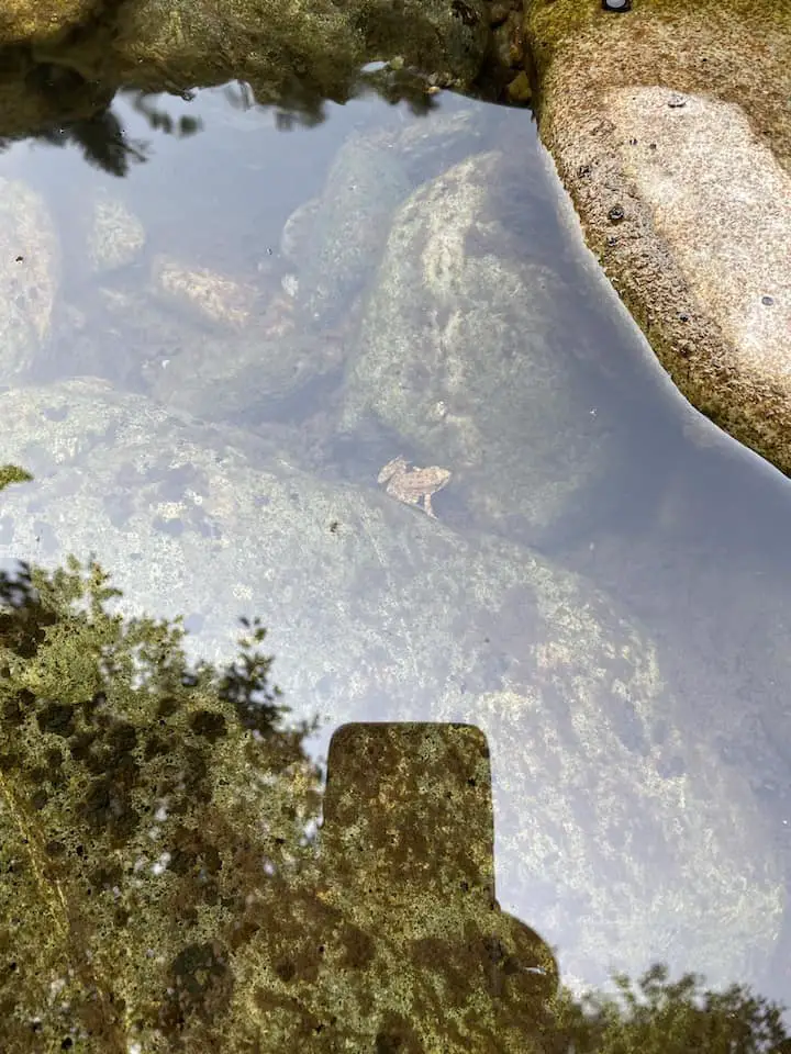 Frog swimming in a river full of trout