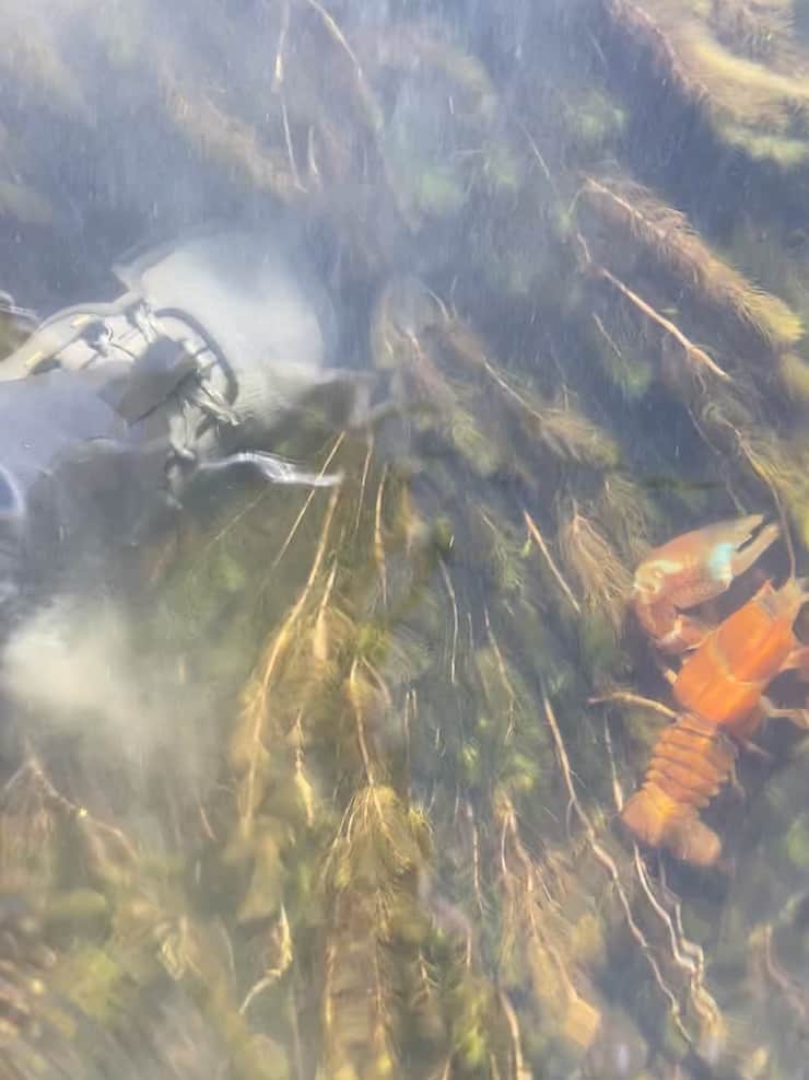large red crayfish crawdad found in river