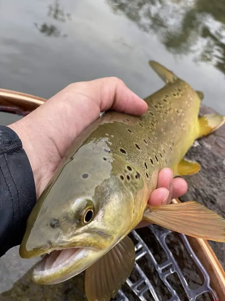 trout caught on mouse fly pattern in the evening