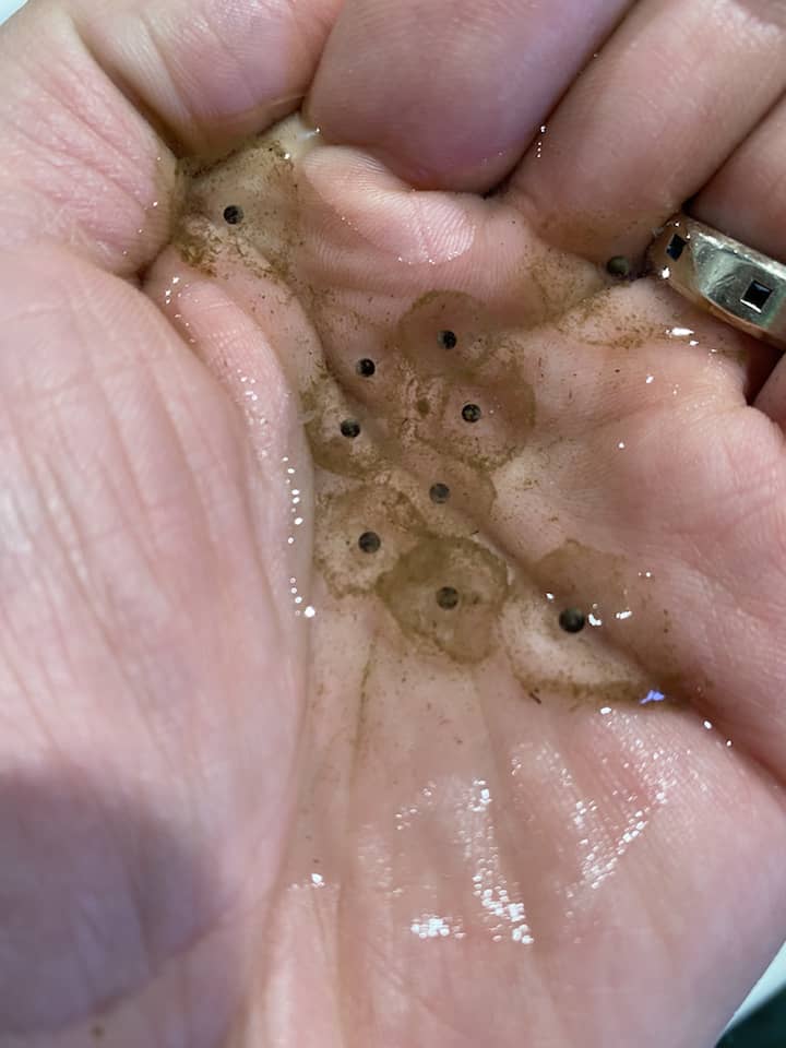 salamander eggs from pond