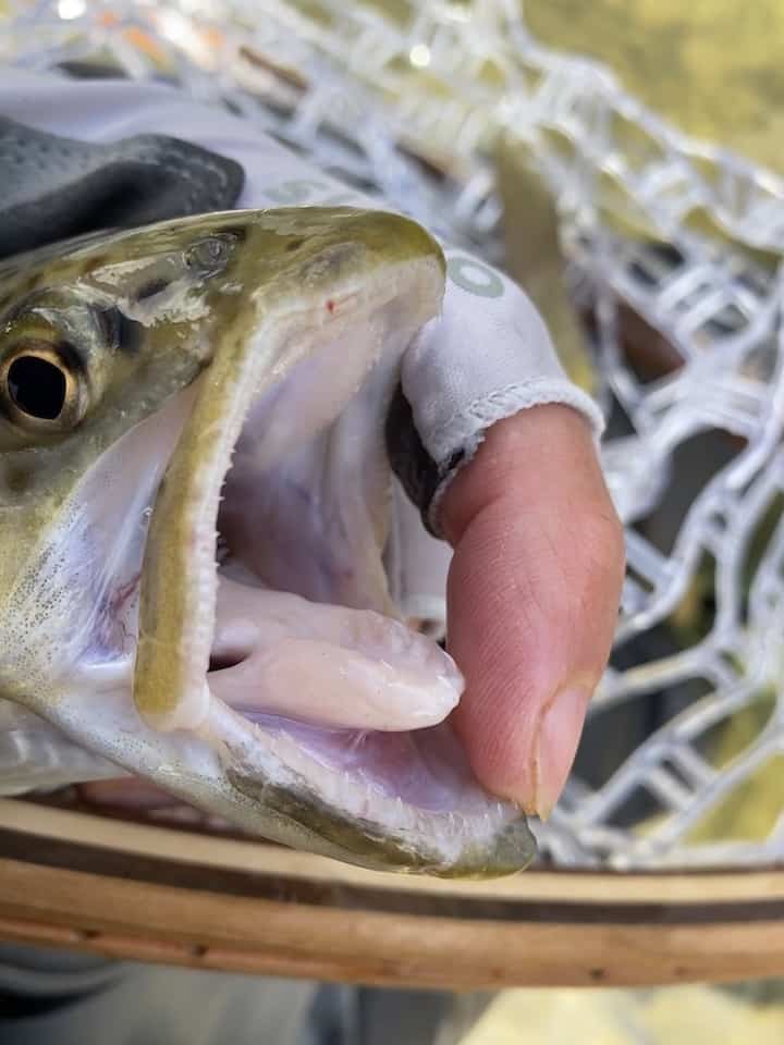 sharp trout teeth for catching prey