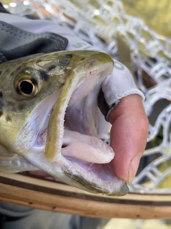 Teeth for catching and consuming frogs and other amphibians