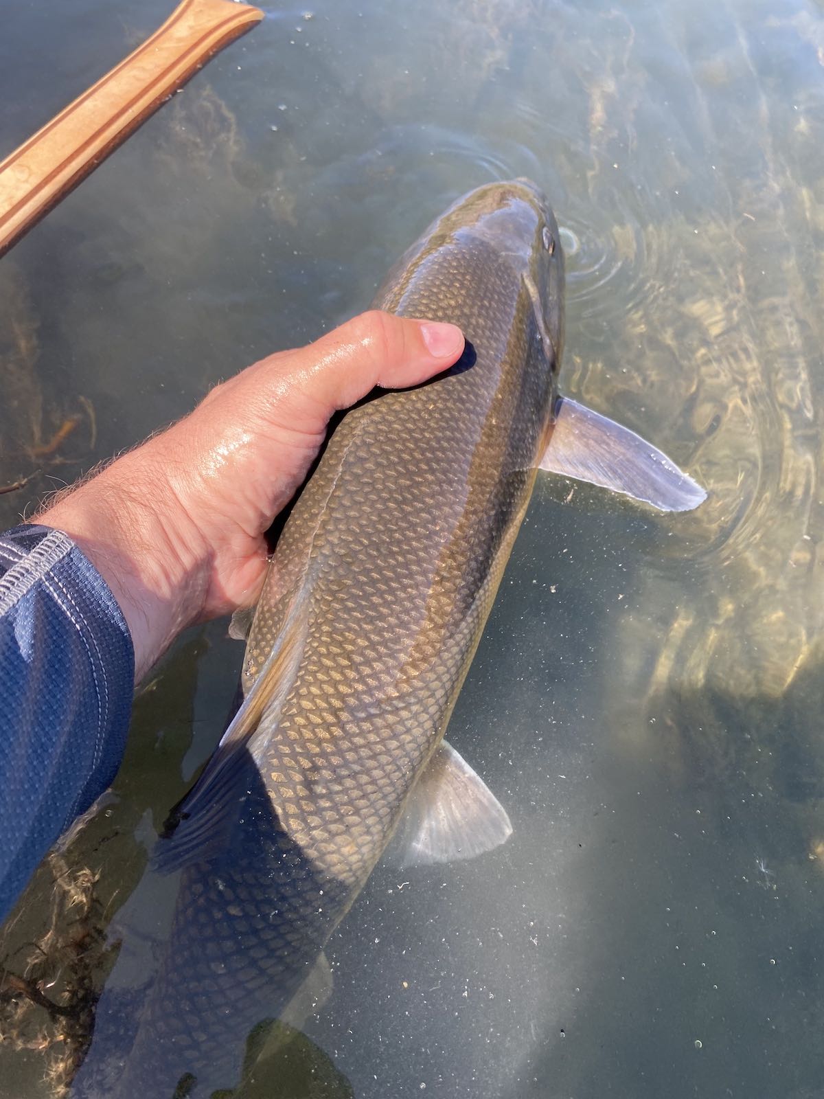 big sucker fish released into river after being caught