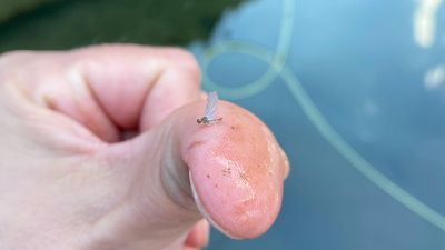 bwo blue winged olive fly fishing techniques