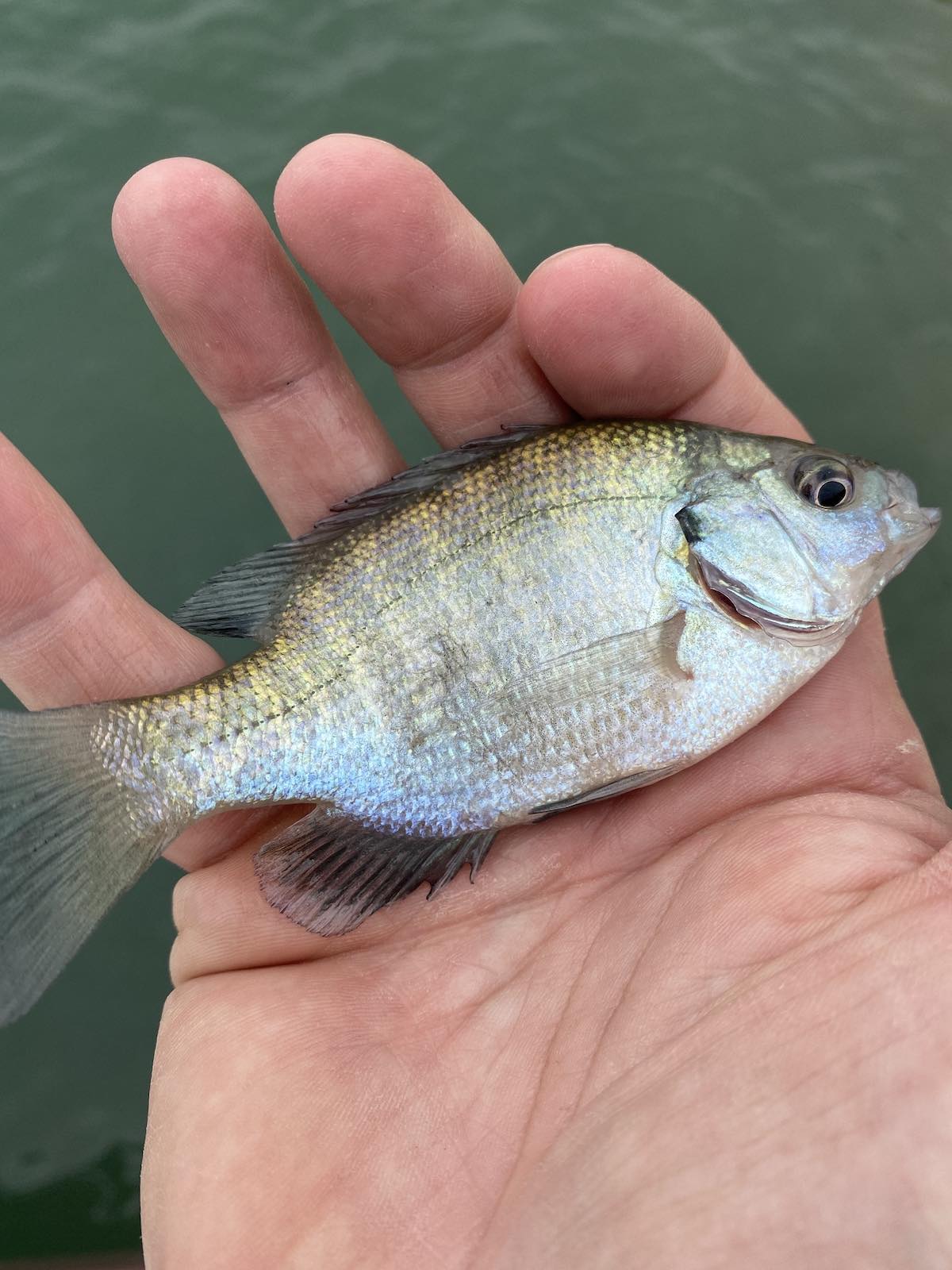 Female bluegill sunfish caught on fly in pond