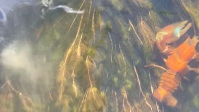 Large crayfish in brown trout river