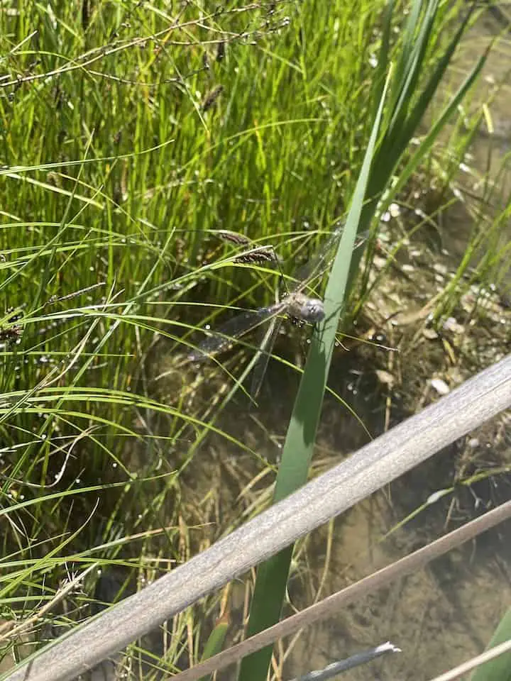 dragonfly found on branch while fly fishing