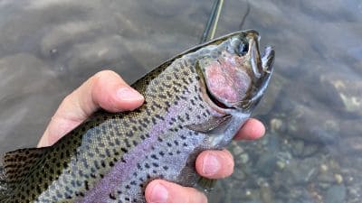 Tips and techniques for fly fishing in the rain