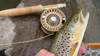 Brown trout caught after greasing fly line leader