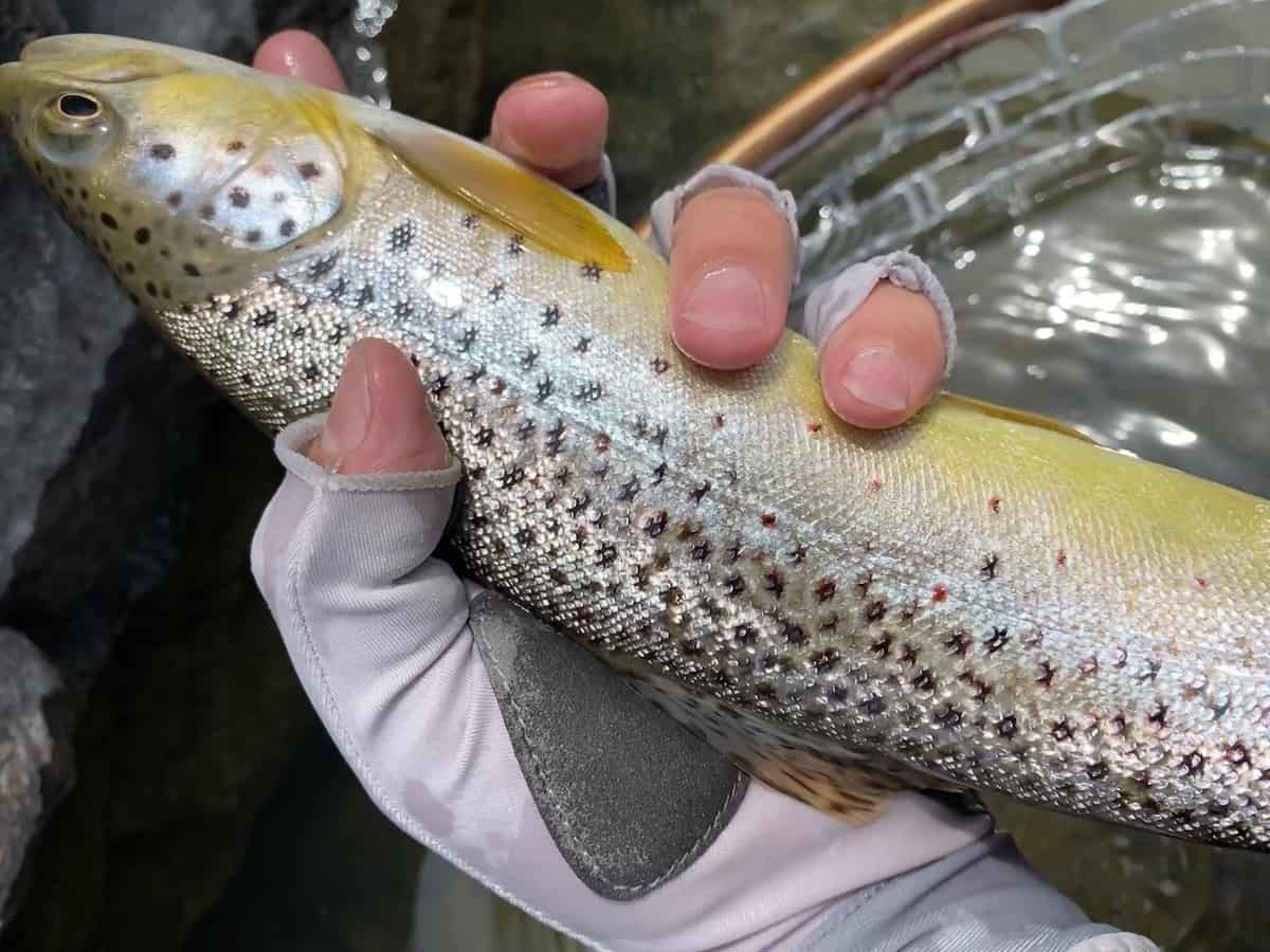 holding brown trout using glove