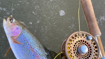 Rainbow trout caught fly fishing near ice