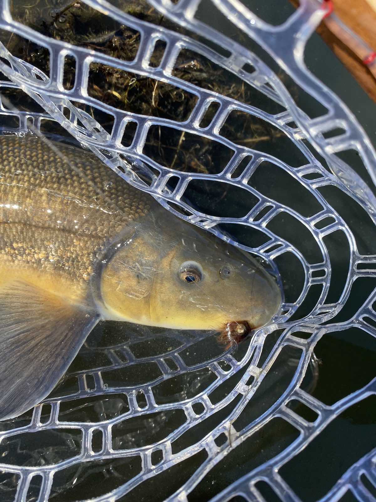 Largescale sucker caught on fly pattern