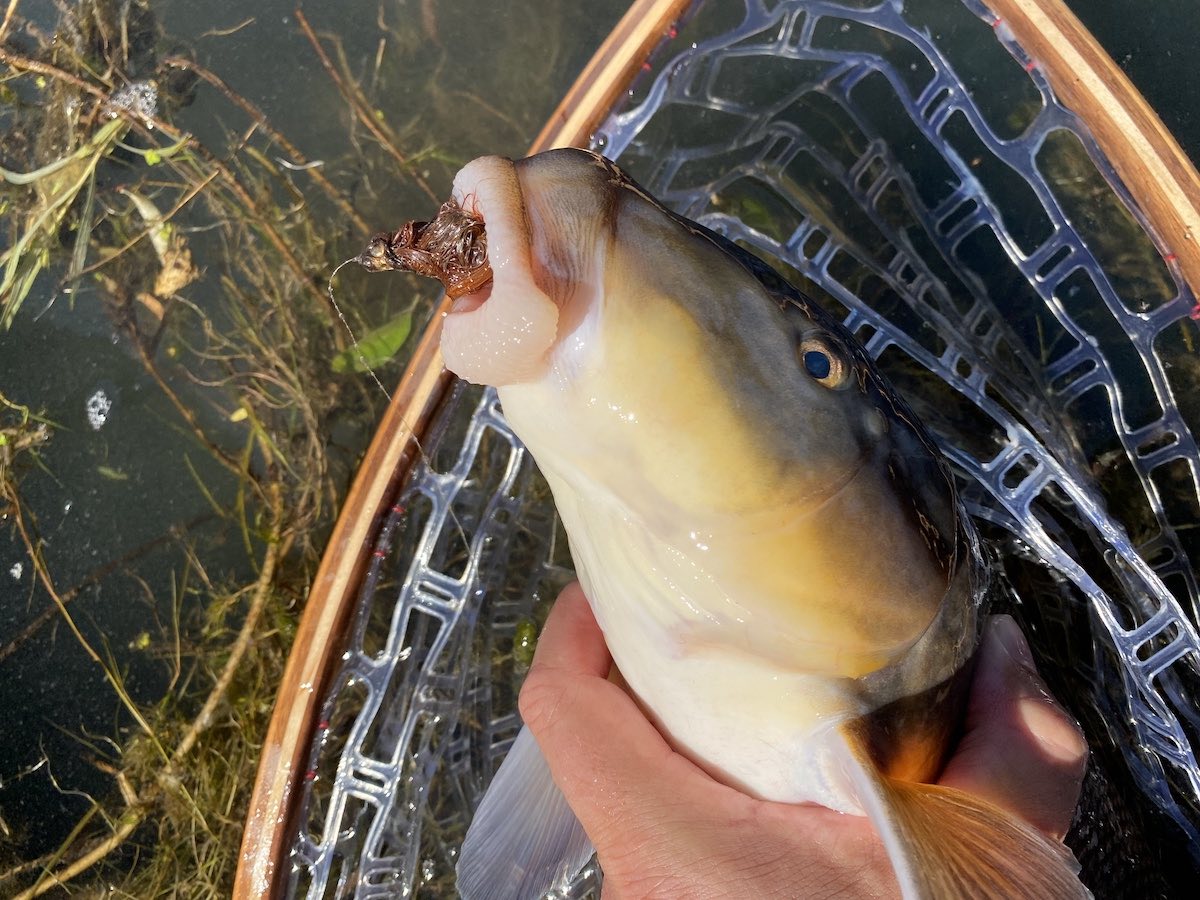 largescale sucker in net after being hooked