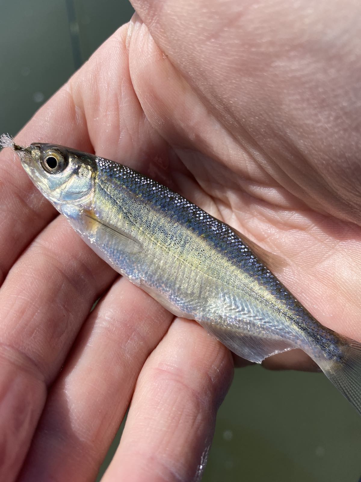 minnow caught on fly pattern