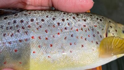Prominent red spots on a brown trout (salmo trutta)