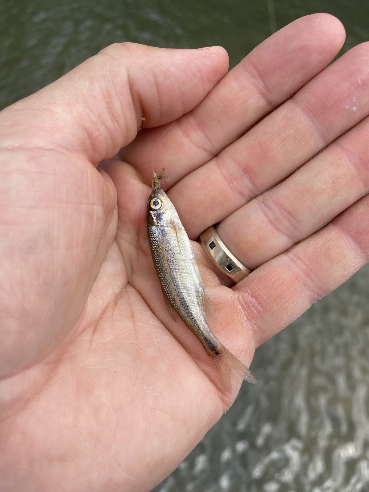 trout prey: red-side shiner minnow