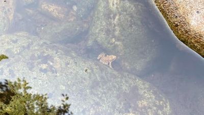 Picture of a river frog that may be eaten by a trout