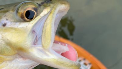 Picture of trout teeth used to catch and eat salamanders