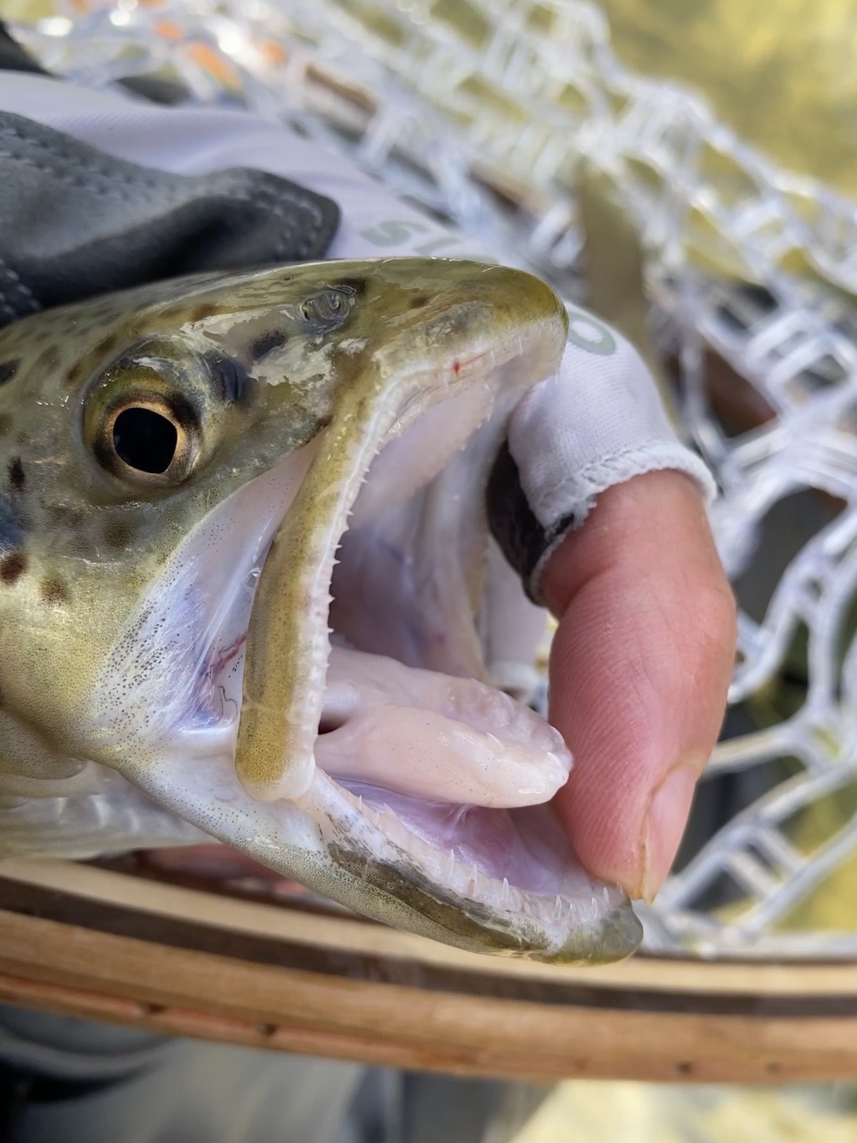 Recurved teeth inside trout mouth used for catching fish