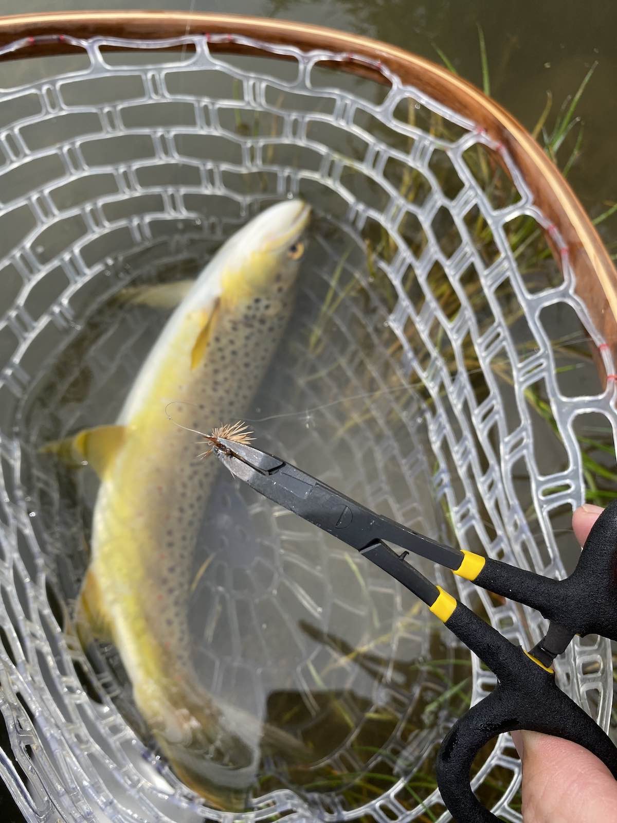 Removing fly from brown trout's jaws using hemostatic forceps