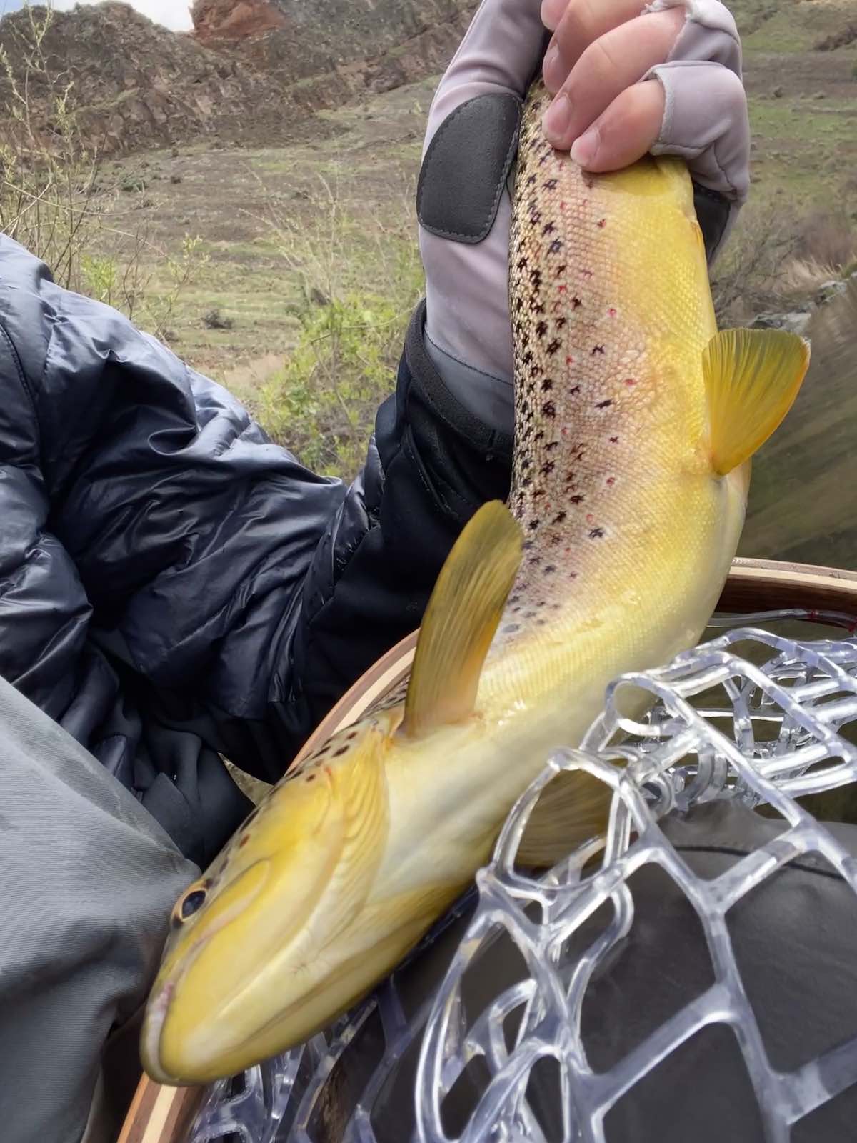 large brown trout caught fly fishing on a river