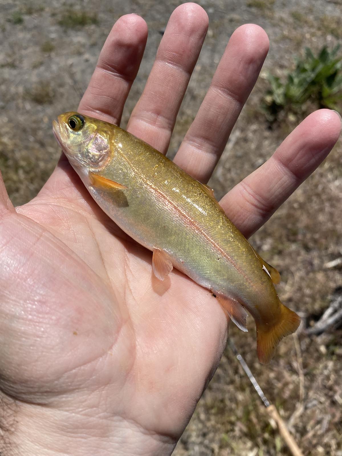 Palomino trout caught in remote area with fly angling 4WD SUV