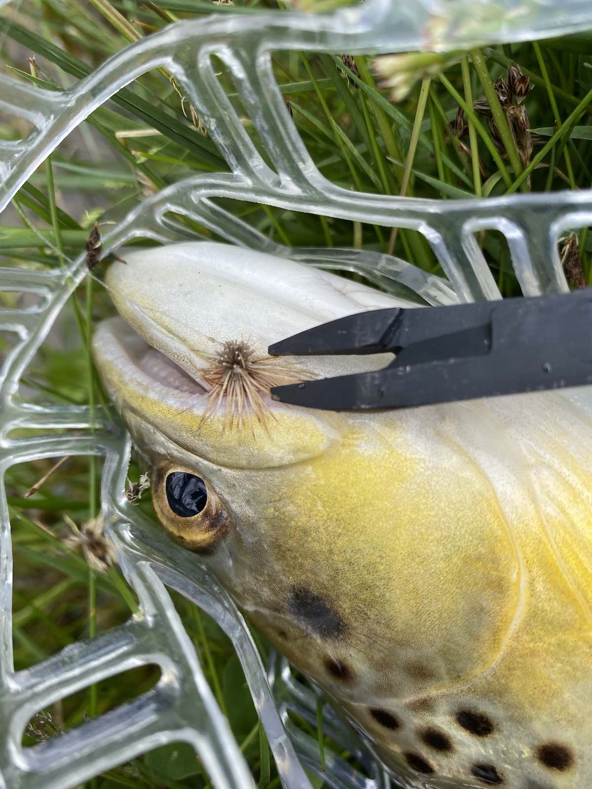 Removing an elk hair caddis fly pattern with forceps