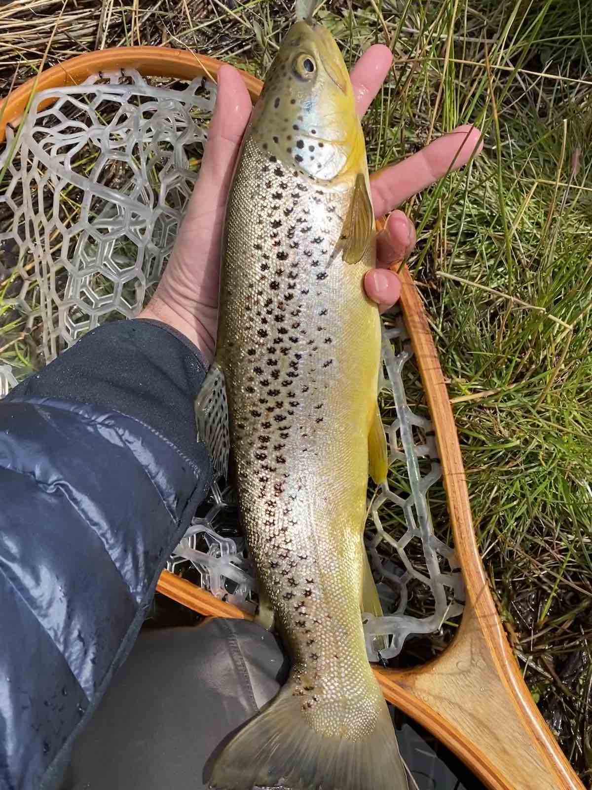 Trout hooked with elk hair caddis fly pattern on the surface