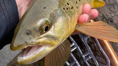 effective flies for catching big brown trout