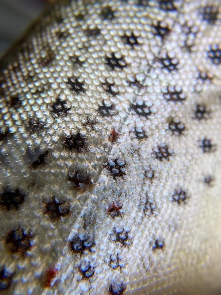 Do Trout Have Scales - Pictures and Videos | Sipping Mayflies