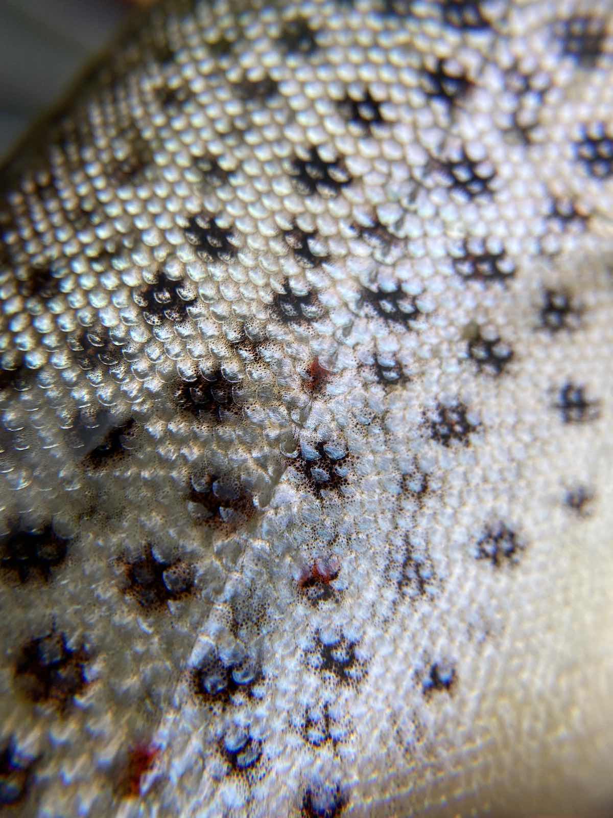 Close-up picture showing trout scales
