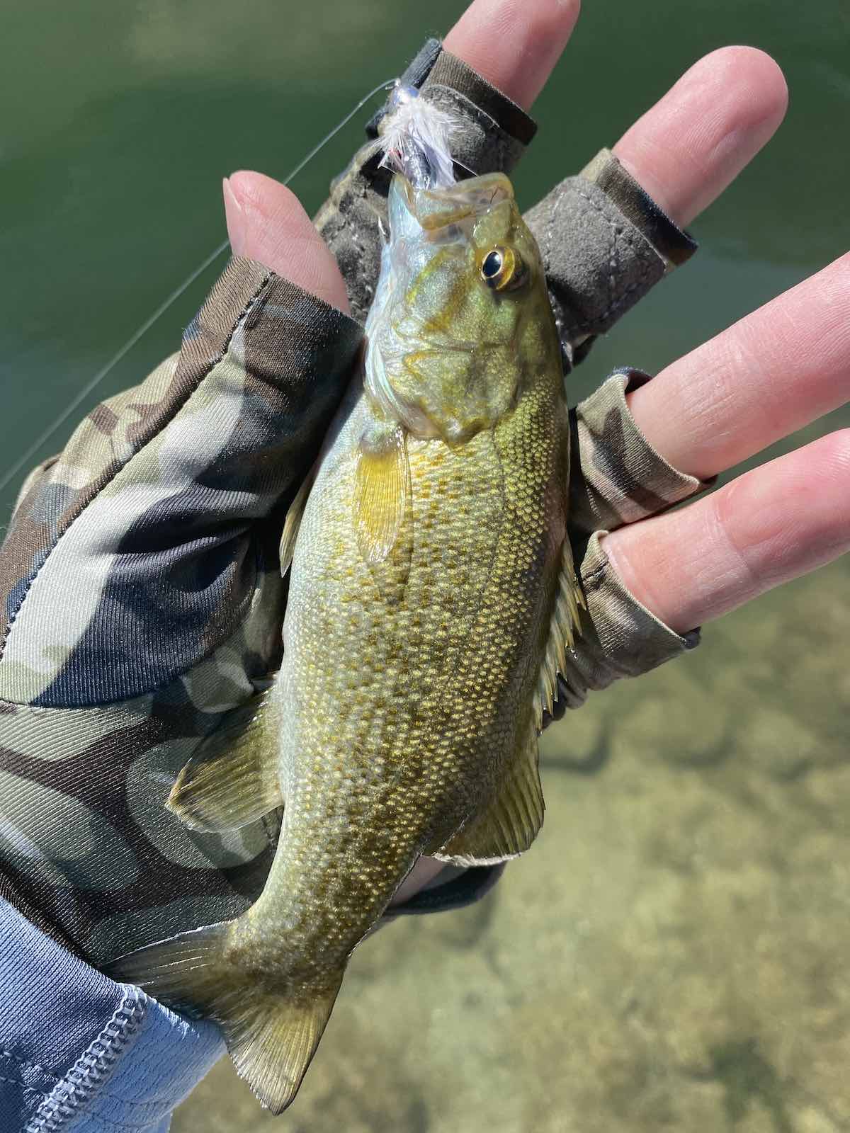 Juvenile smallmouth bass hits a white streamer