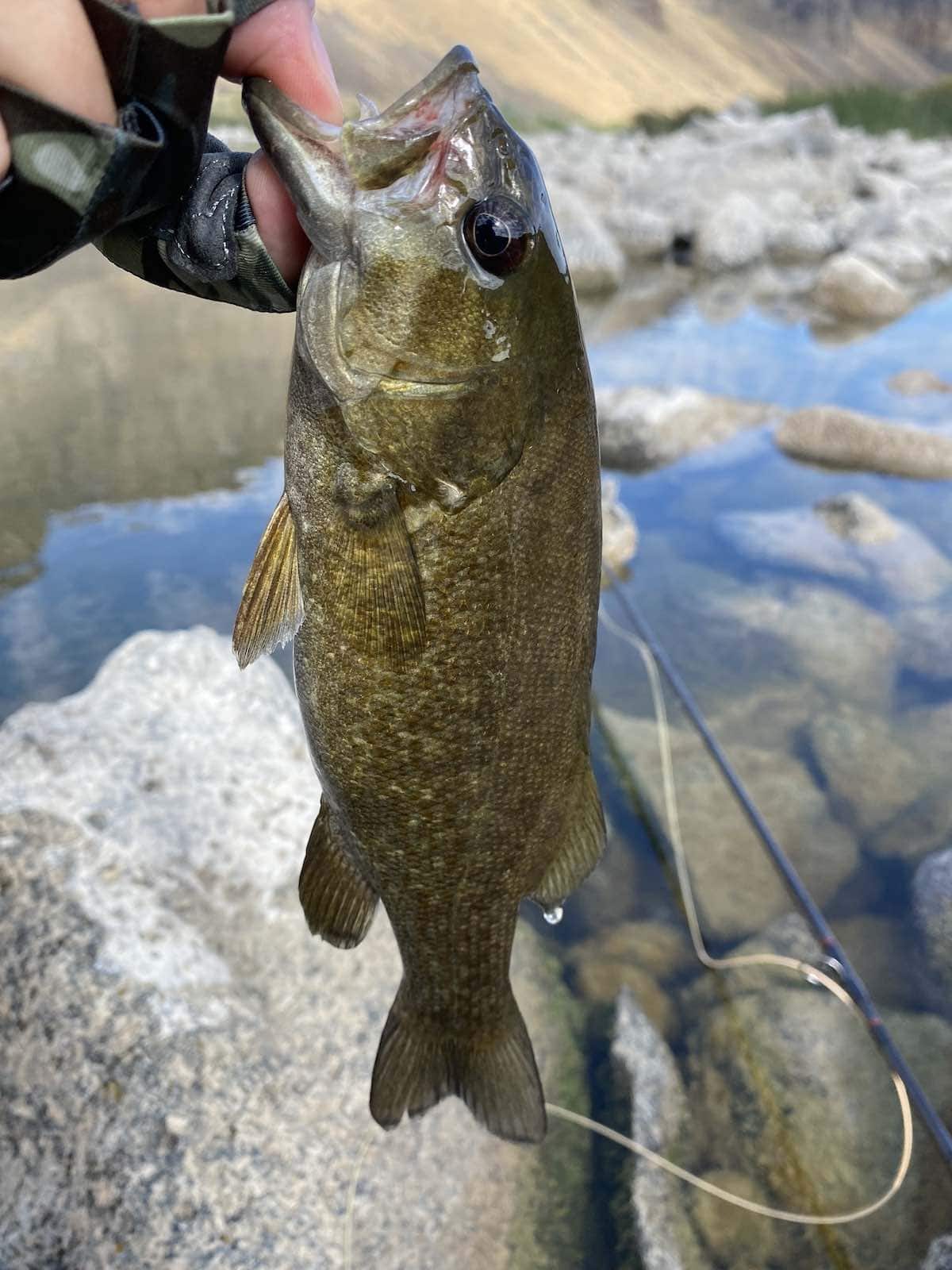 fly fishing for micropterus dolomieu