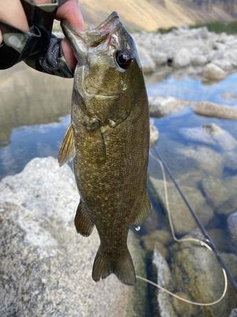 12 Smallmouth Bass Patterns For The Fall - Fly Fishing, Gink and Gasoline, How to Fly Fish, Trout Fishing, Fly Tying