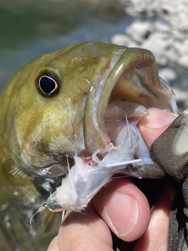 Fly Fishing for Smallmouth Bass Flies and Techniques Sipping Mayflies