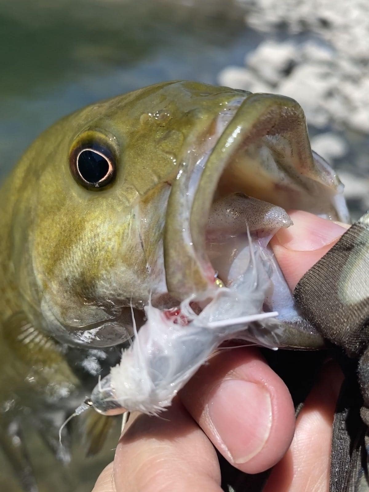 Inside the mouth of a smallmouth bass
