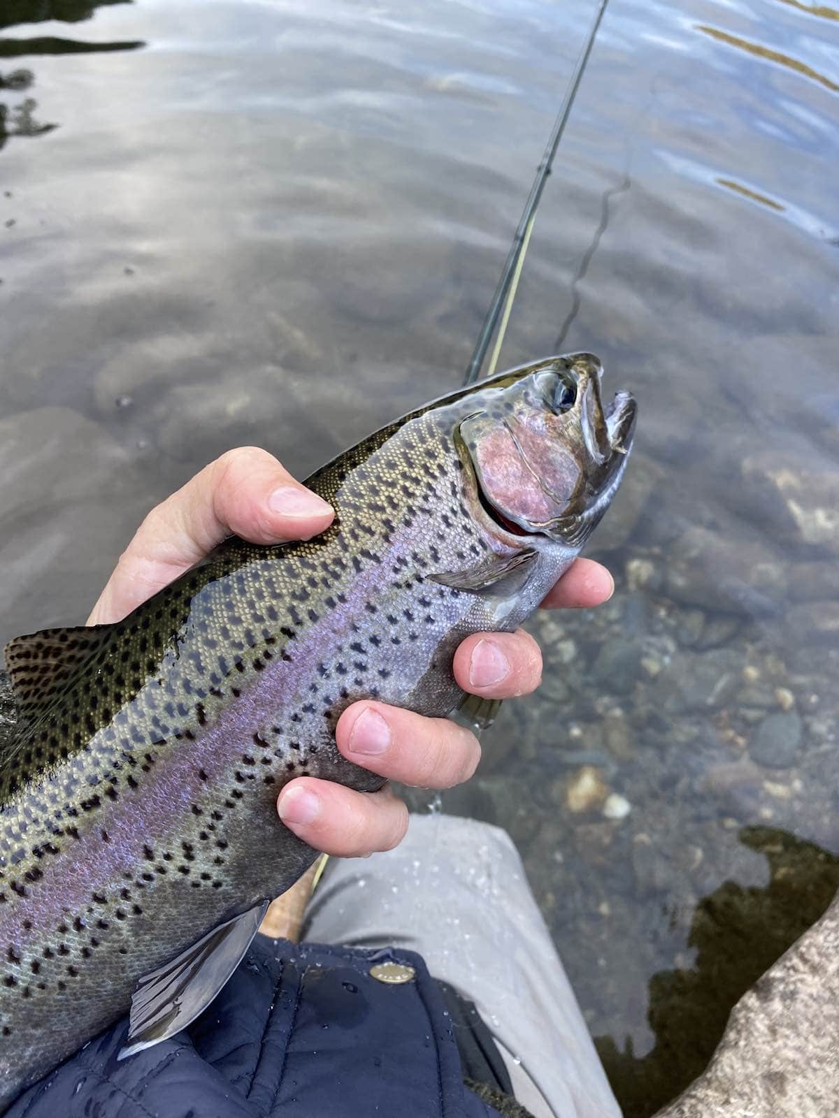 Rainbow trout scales