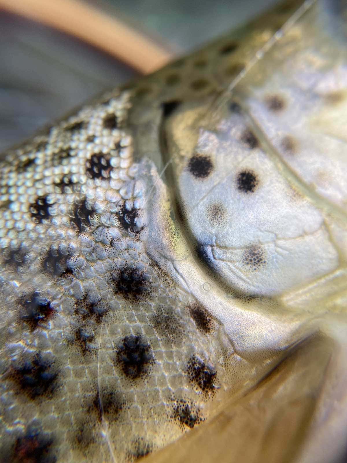 Scales on the gill plates of trout